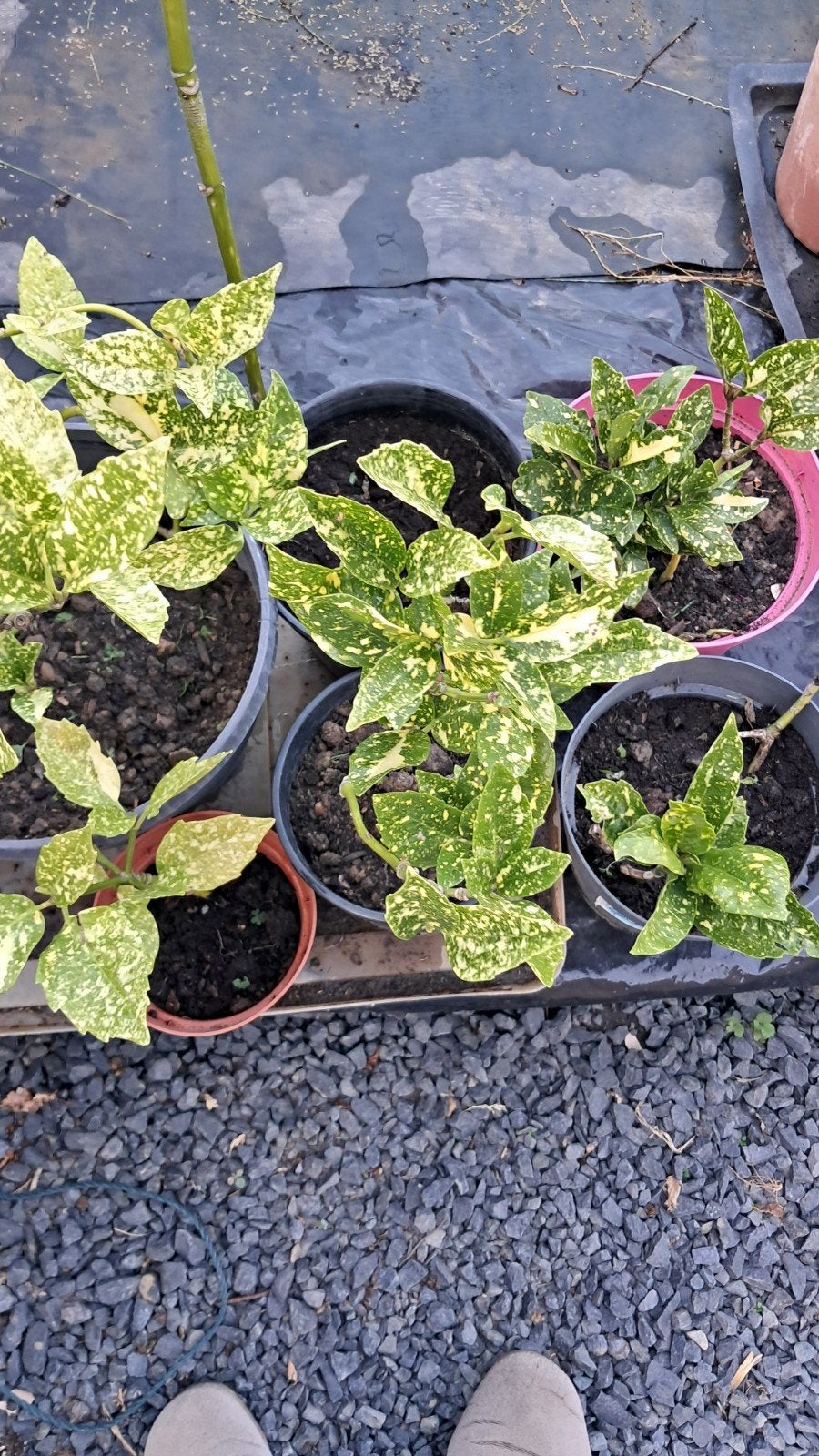 vaste planten 'Acuba Japonica'broodboom, Ophalen, Vaste plant
