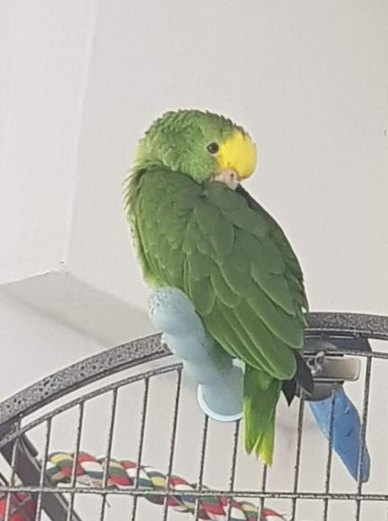 Recherche amazone mâle tete jaune, Dieren en Toebehoren, Ophalen
