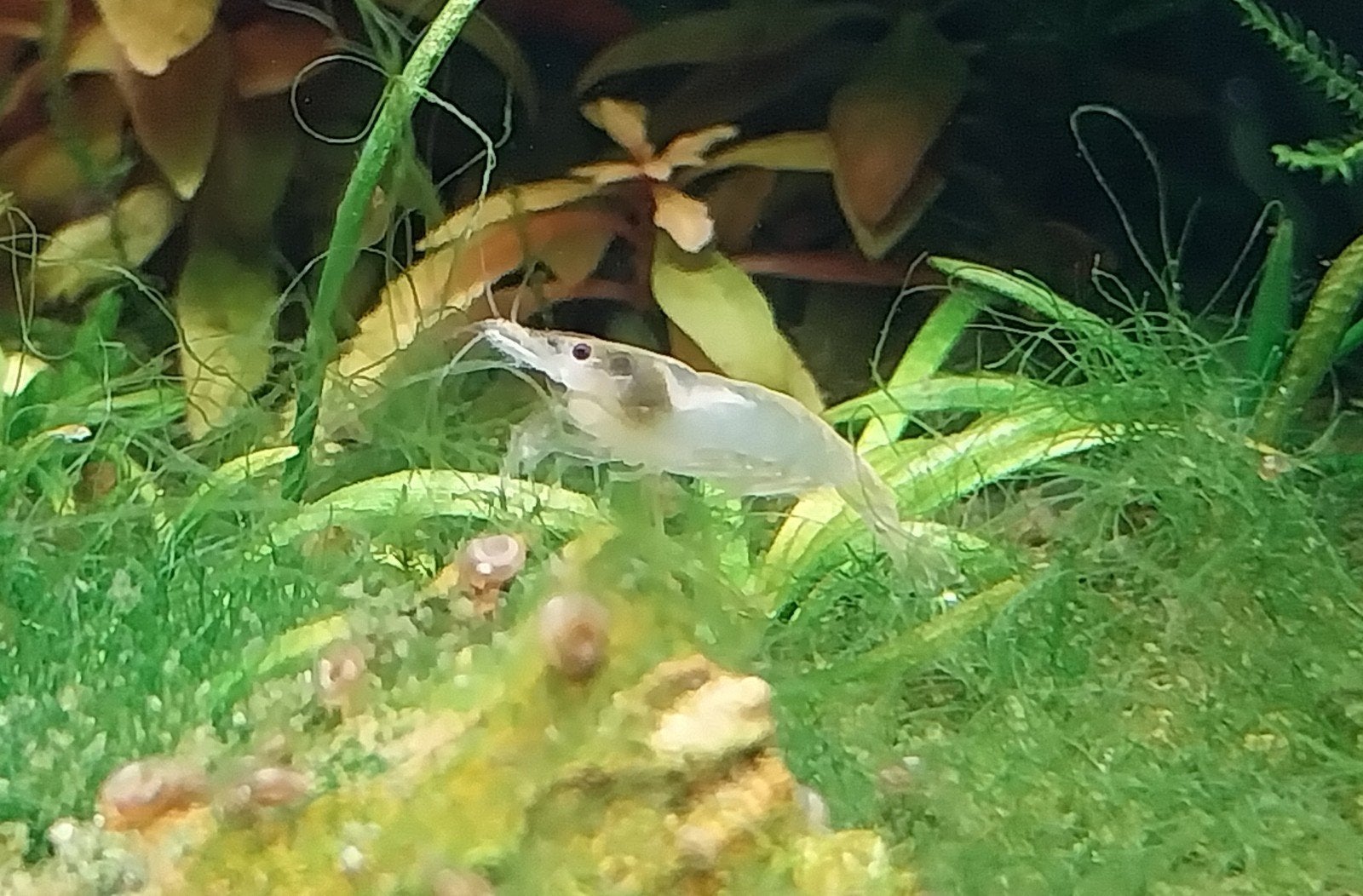 Neocaridina Snow Storm. Oudenburg