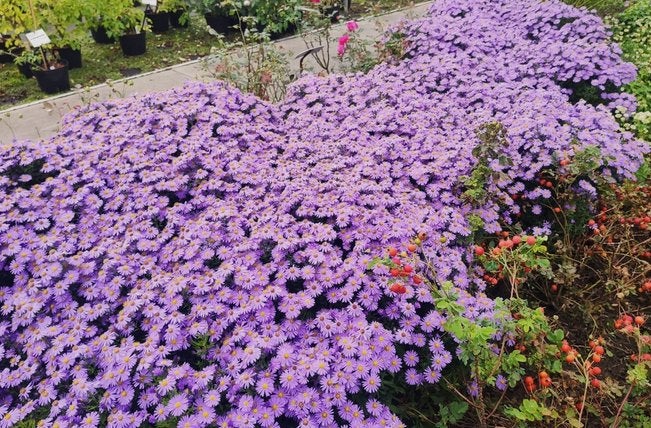 Aster 'Anton Kippenberg', Tuin en Terras, Planten | Tuinplanten, Ophalen, Vaste plant