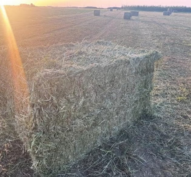 Hay 2026 - ray-grass italien - idéal pour les chevaux, Animaux & Accessoires, Nourriture pour Animaux, Enlèvement