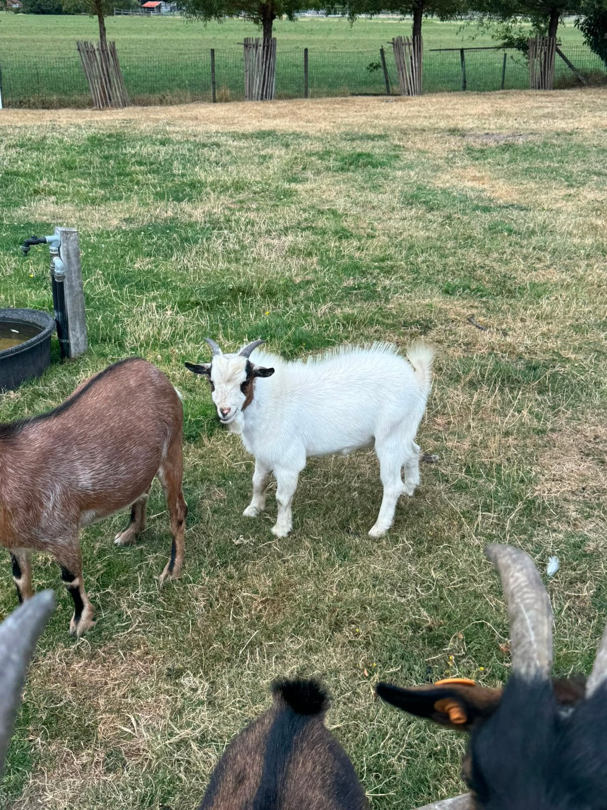 Bokje (februari 2026), Dieren en Toebehoren, Schapen, Geiten en Varkens