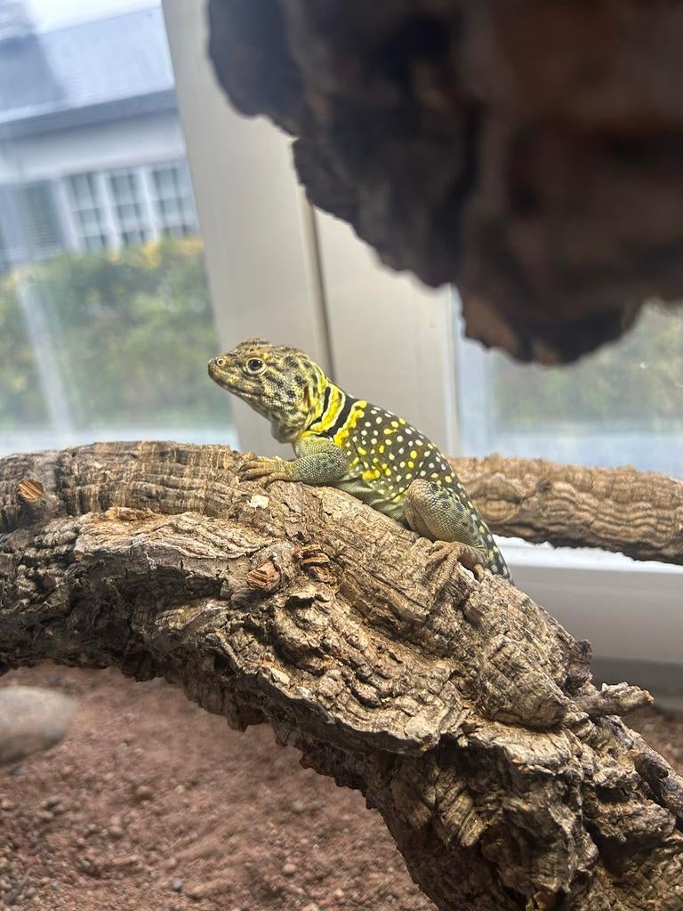 Crotaphytus collaris - lezard a collier, Avec terrarium