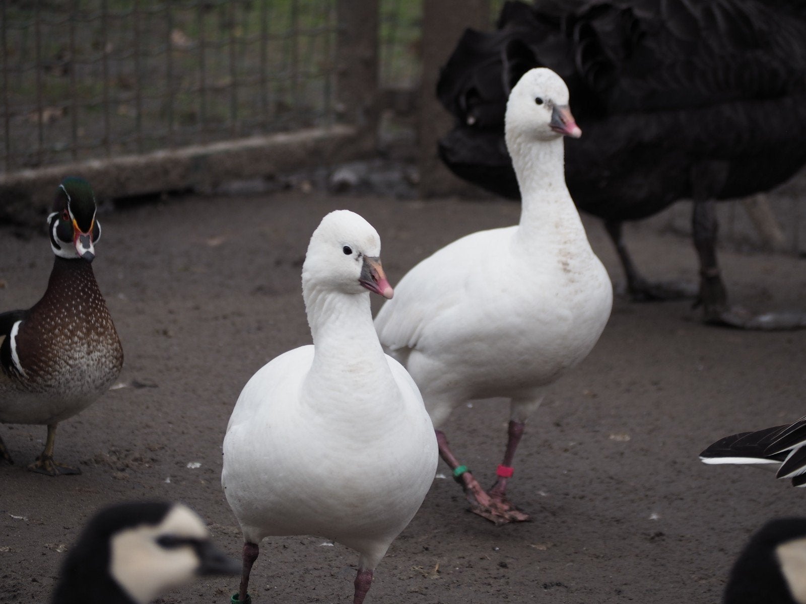 Ganzen Rossganzen, Dieren en Toebehoren, Pluimvee, Meerdere dieren, Gans of Zwaan