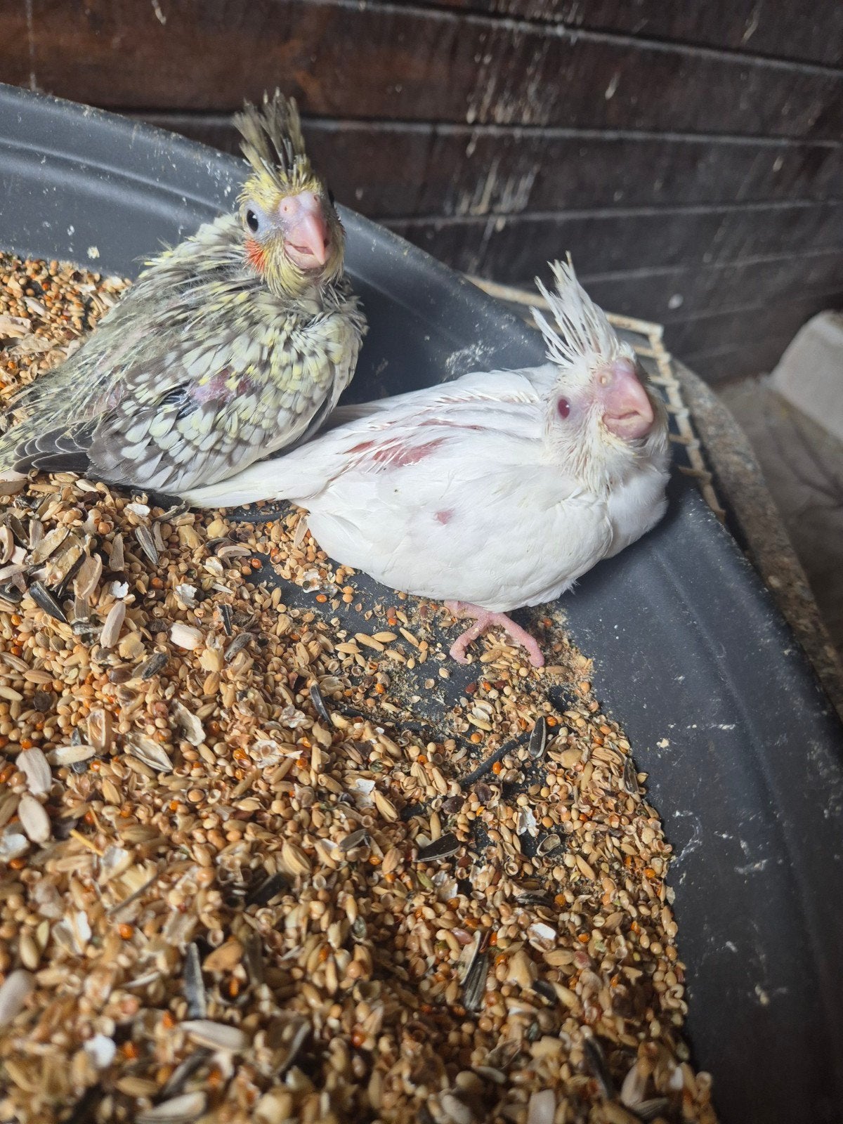 Valkparkiet, Dieren en Toebehoren, Vogels | Parkieten en Papegaaien