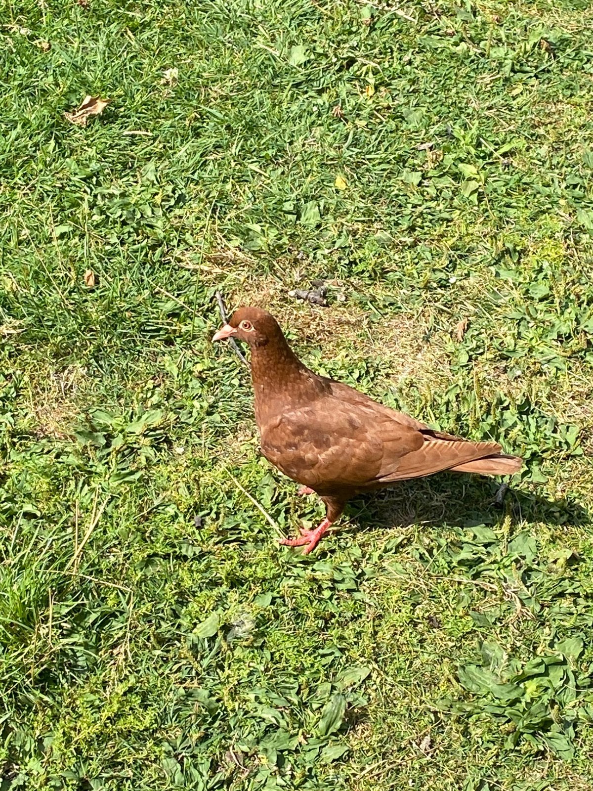 Jonge carneau duiver 2026, Animaux & Accessoires, Oiseaux | Pigeons, Mâle, Autres espèces