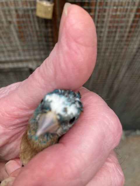 Bonte lazuli vink man, Dieren en Toebehoren, Mannelijk, Wildzangvogel, Geringd
