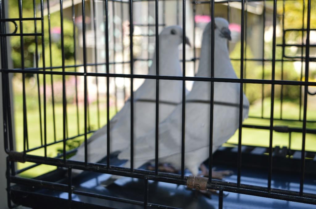 Belgische tentoonstellimgs postduiven, Dieren en Toebehoren, Postduif