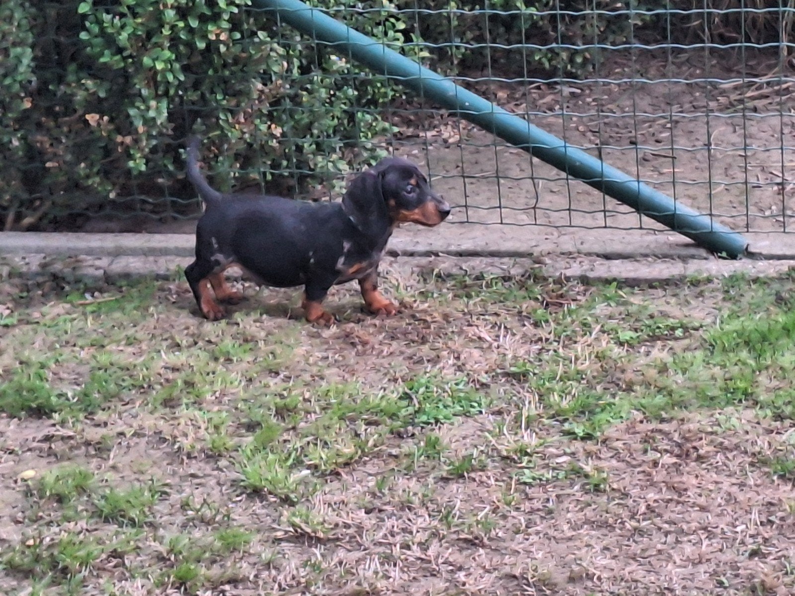 Dwergteckel puppy, België, Reu, CDV (hondenziekte), 8 tot 15 weken
