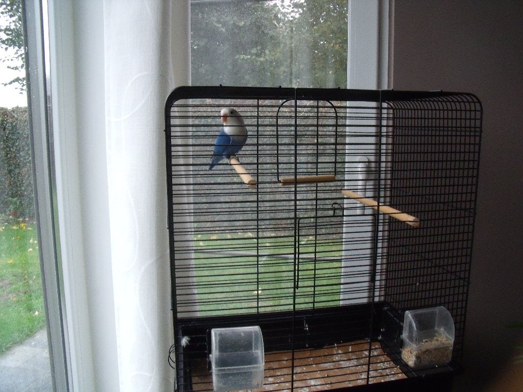 agapornis