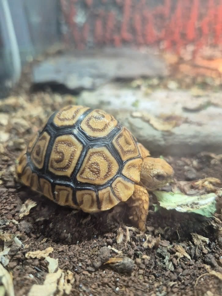 Stigmochelys pardalis, Dieren en Toebehoren, Schildpad, 0 tot 2 jaar