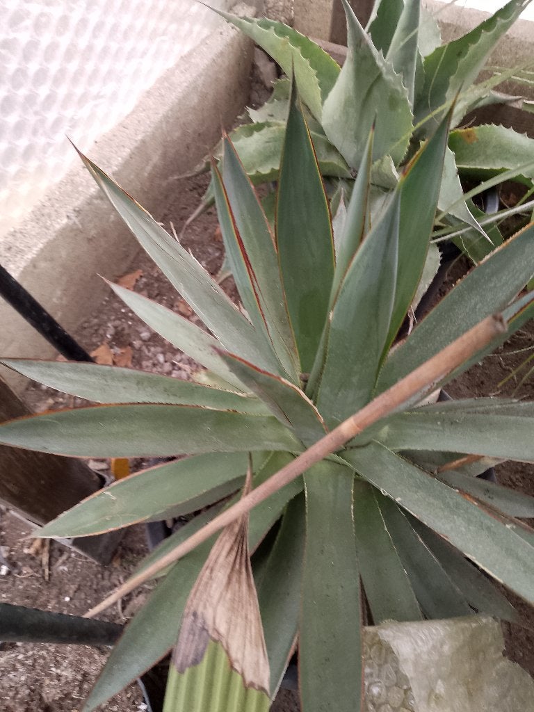 agave blue glow, Ophalen