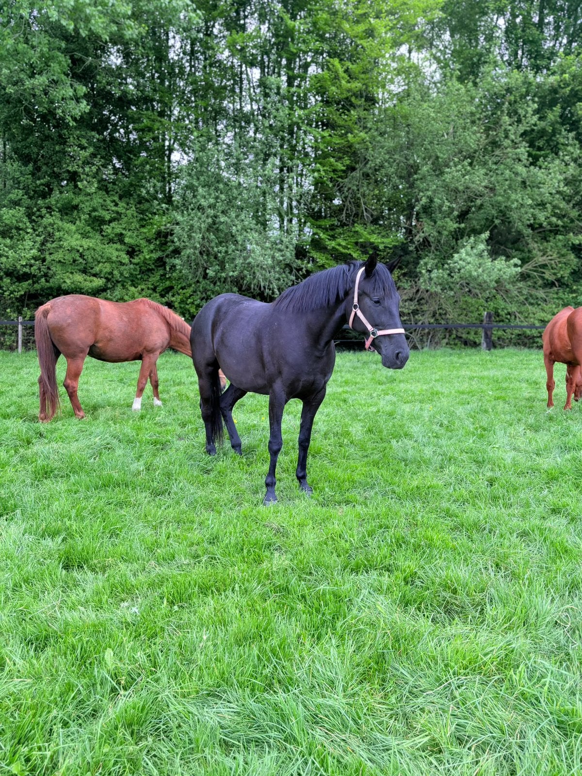 Paard te koop, Vermifugé, Débourré, 160 à 165 cm, Cheval de récréation