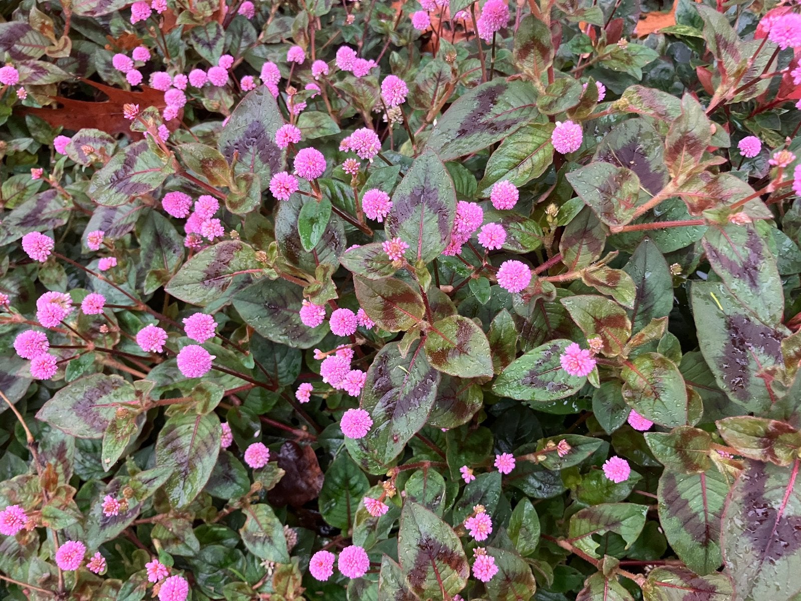 Persicaria Capitata, Tuin en Terras, Ophalen, Winter