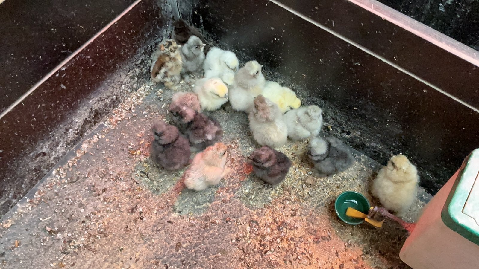 Usa zijdehoentjes ( kuikentjes), Dieren en Toebehoren, Geslacht onbekend, Kip