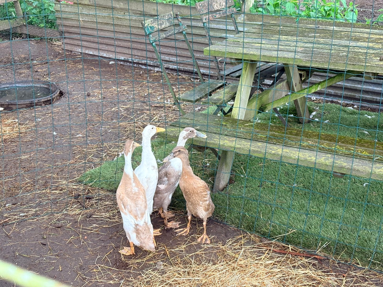 Jonge loopeentjes, Sexe inconnu, Canard