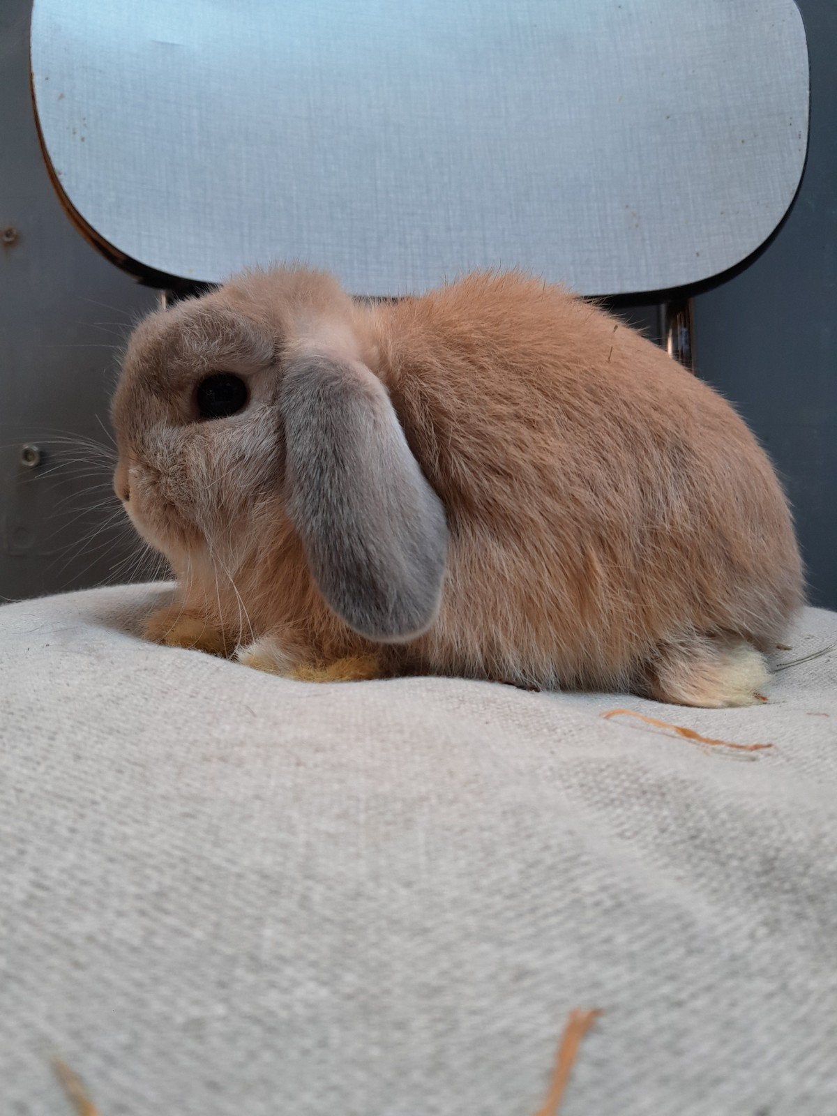jonge minilop konijntjes, Dieren en Toebehoren, Meerdere dieren, Dwerg, Hangoor, 0 tot 2 jaar
