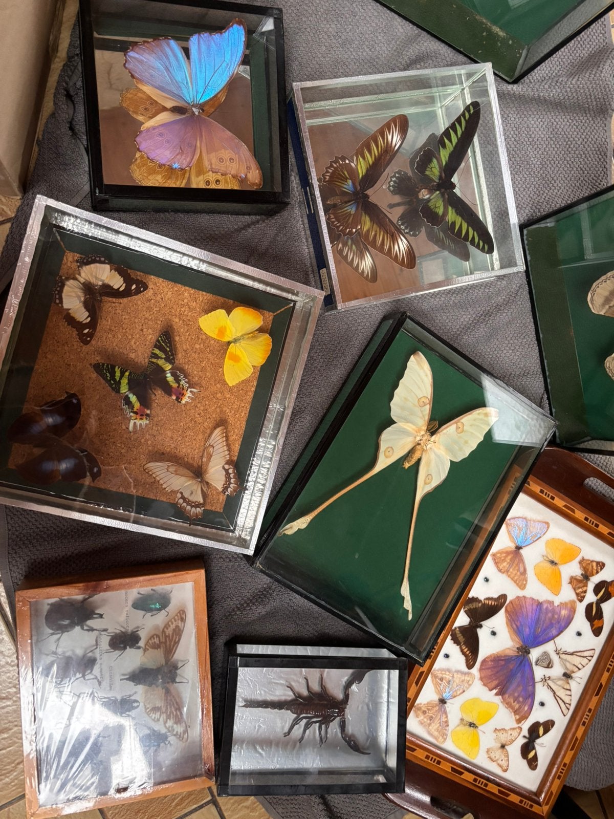 Entomologie Papillon veritable encadré en super etat ancien, Verzamelen, Harry Potter, Ophalen of Verzenden, Zo goed als nieuw