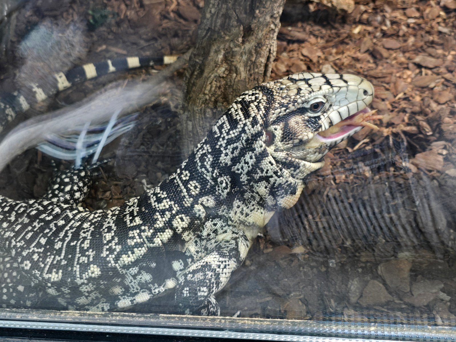 reserveer jou favoriet voor de  reptielenbeurs in Houten!, Schildpad