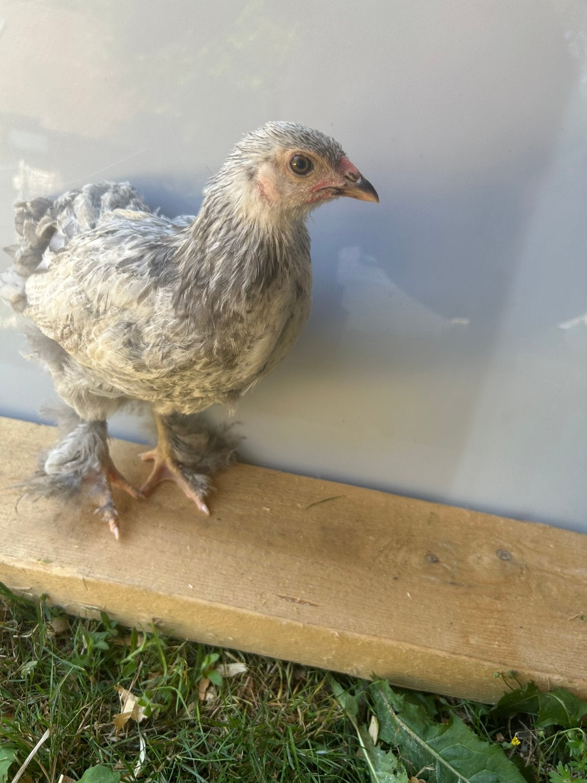 Brahma hennen in verschillende kleuren en leeftijden, Femelle, Poule ou poulet