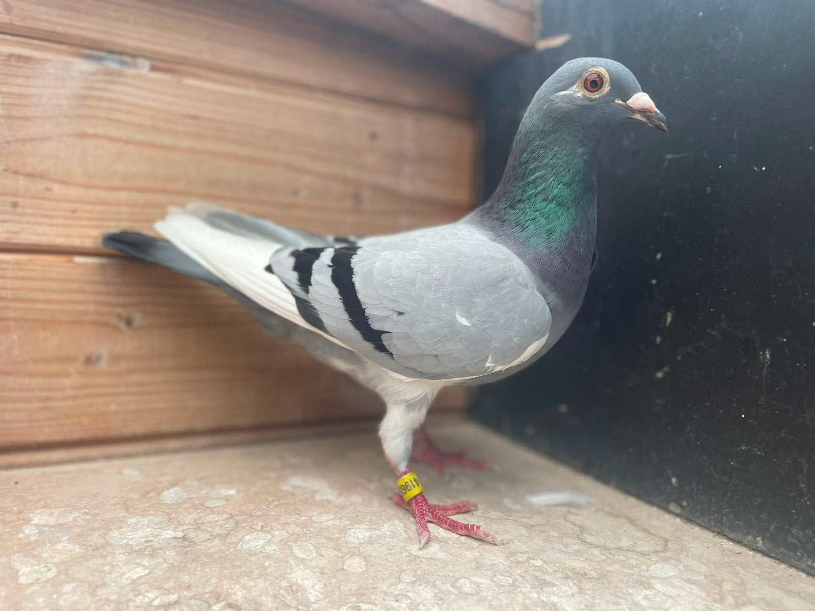 Blauwe witpen duivin ( Zware Fond), Dieren en Toebehoren, Vogels | Duiven
