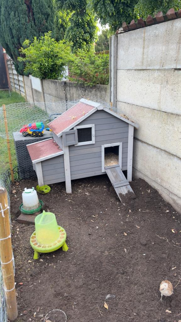 kippehok met 2 legkippen, Dieren en Toebehoren, Pluimvee | Toebehoren, Ophalen of Verzenden