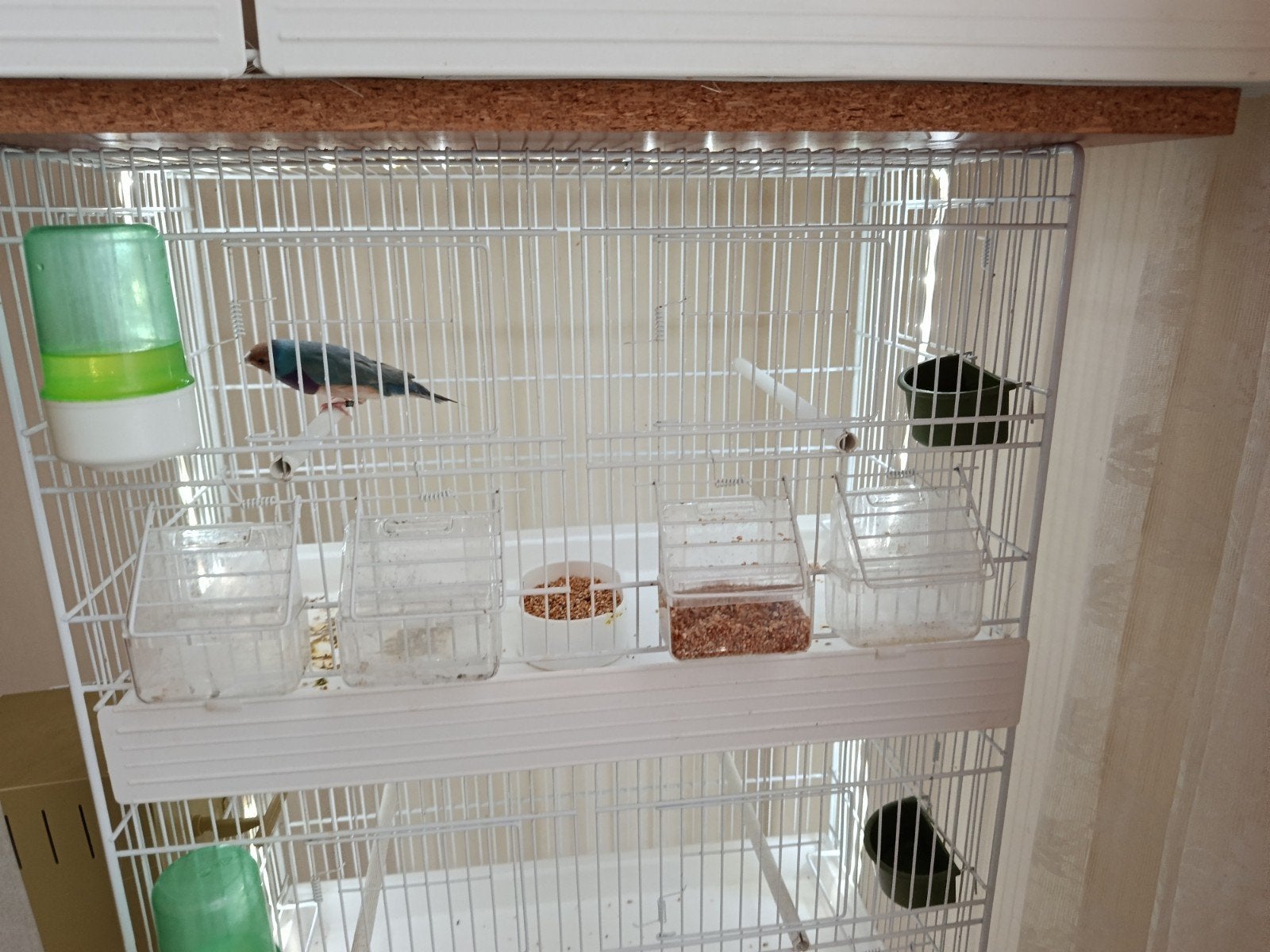 Vend mâle gould diamant tête rouge poitrine violette, Animaux & Accessoires, Oiseaux | Canaris