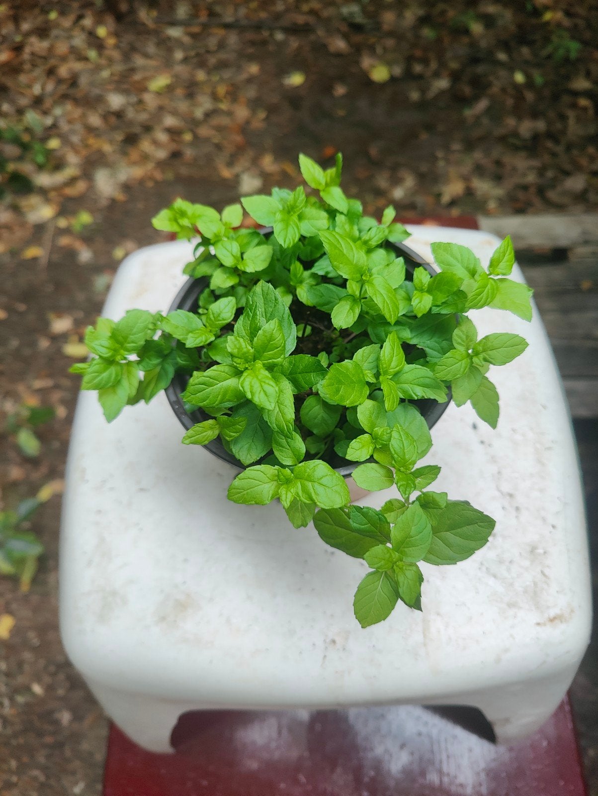 Bio groene munt, Tuin en Terras, Ophalen