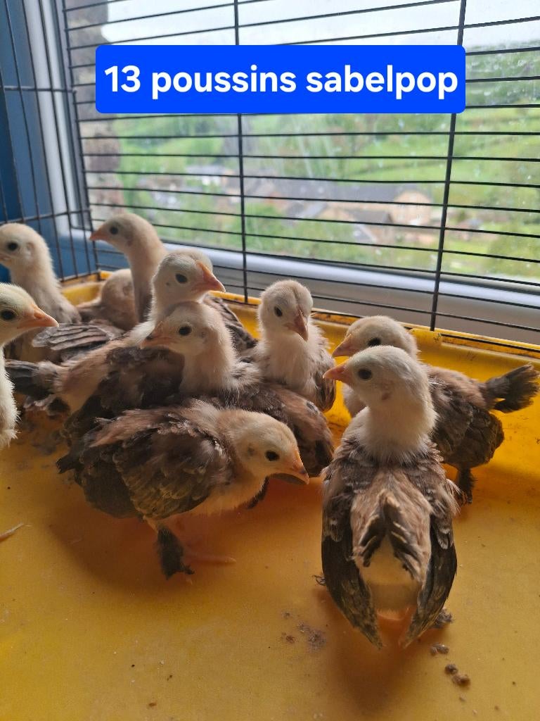 Poussin sabelpop et pondeuse, Sexe inconnu, Poule ou poulet