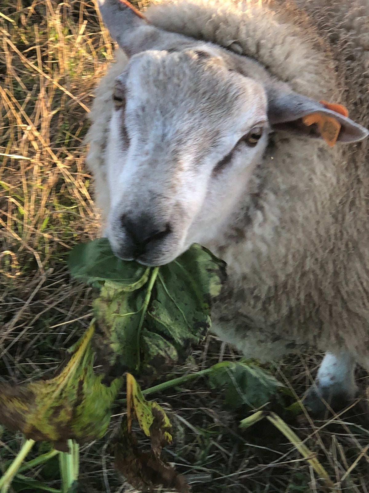 Schaap, Dieren en Toebehoren, Schaap