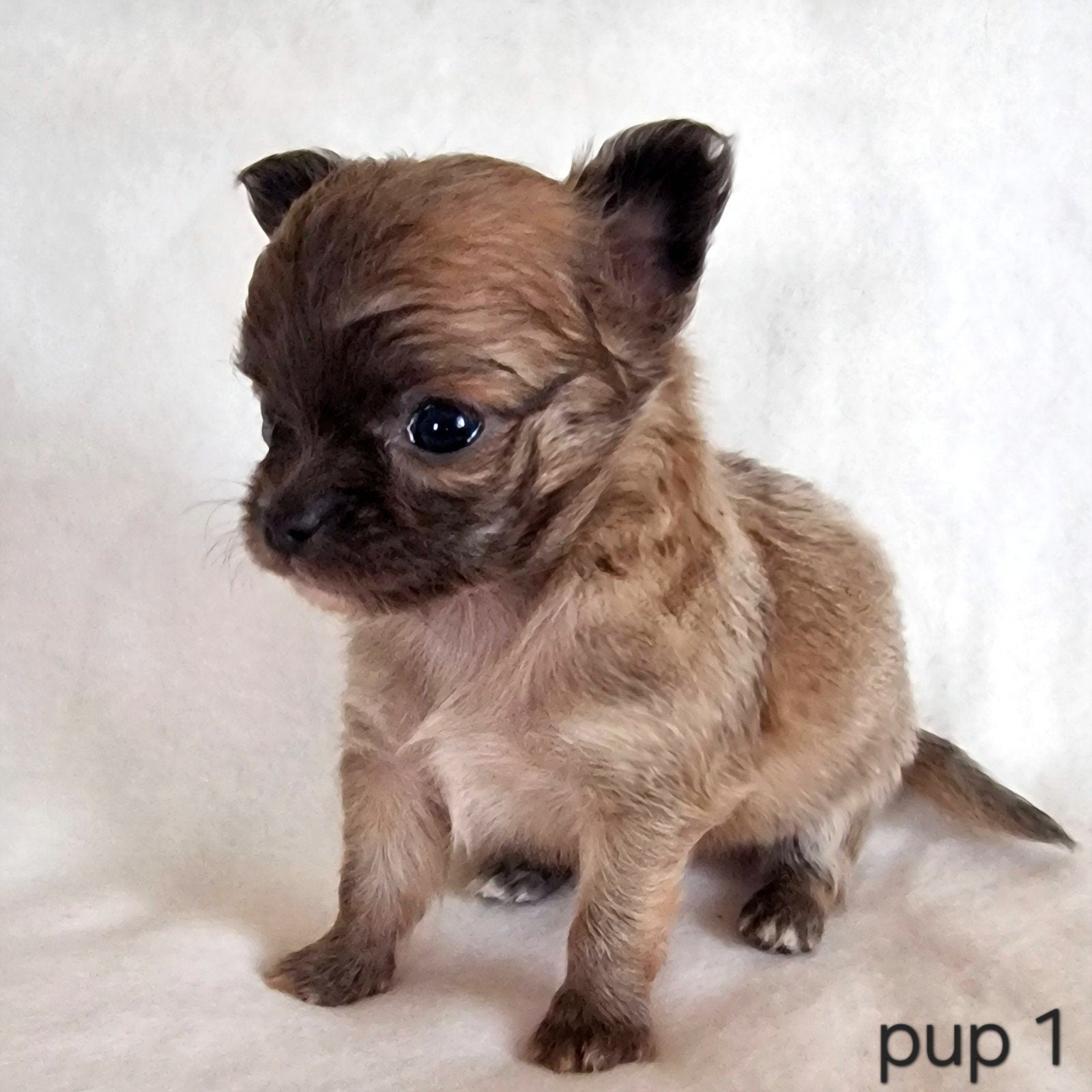 Chihuahua pups, Parvo, België, Particulier, 8 tot 15 weken