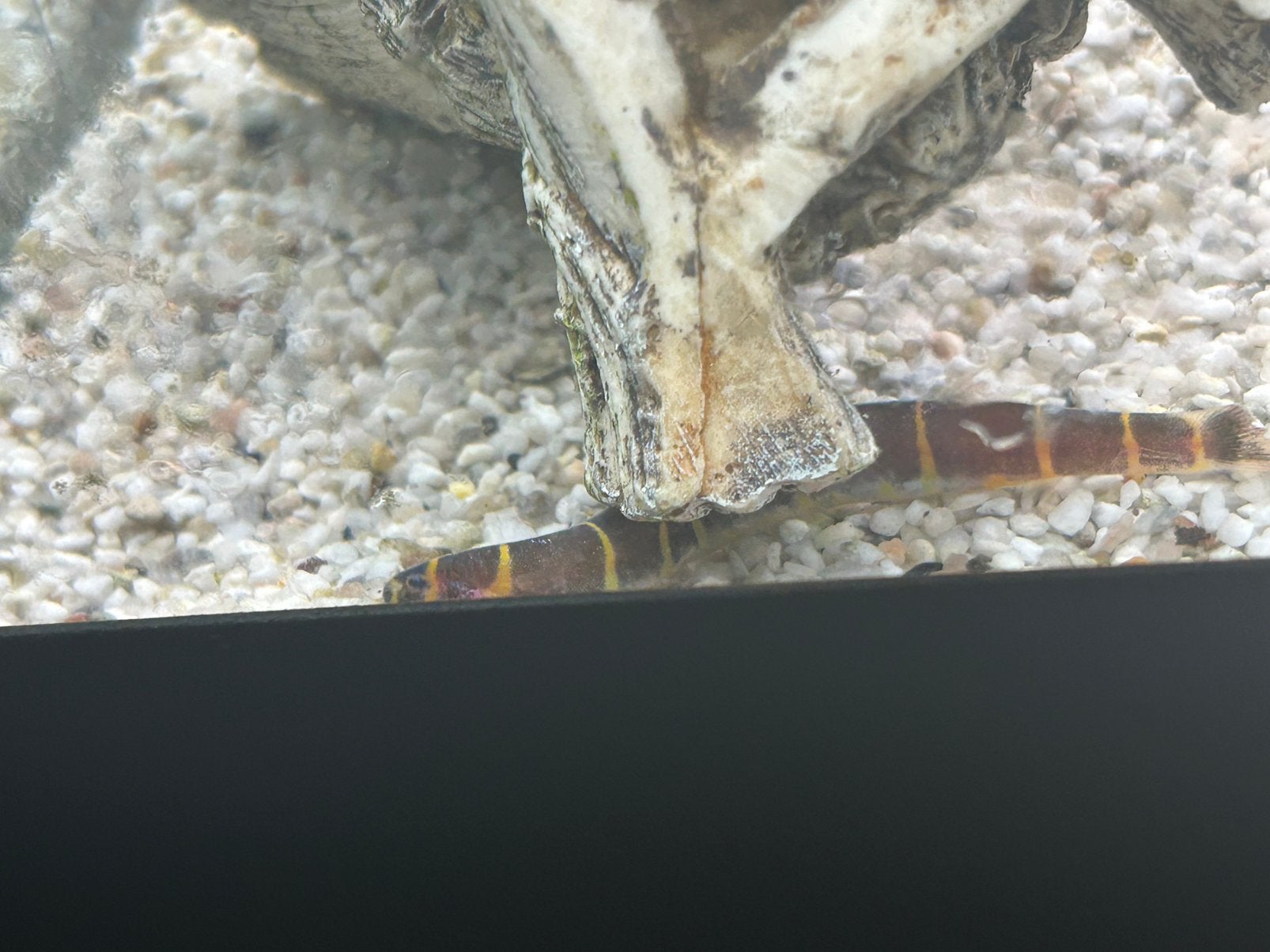 ‏aquarium vissen, Dieren en Toebehoren