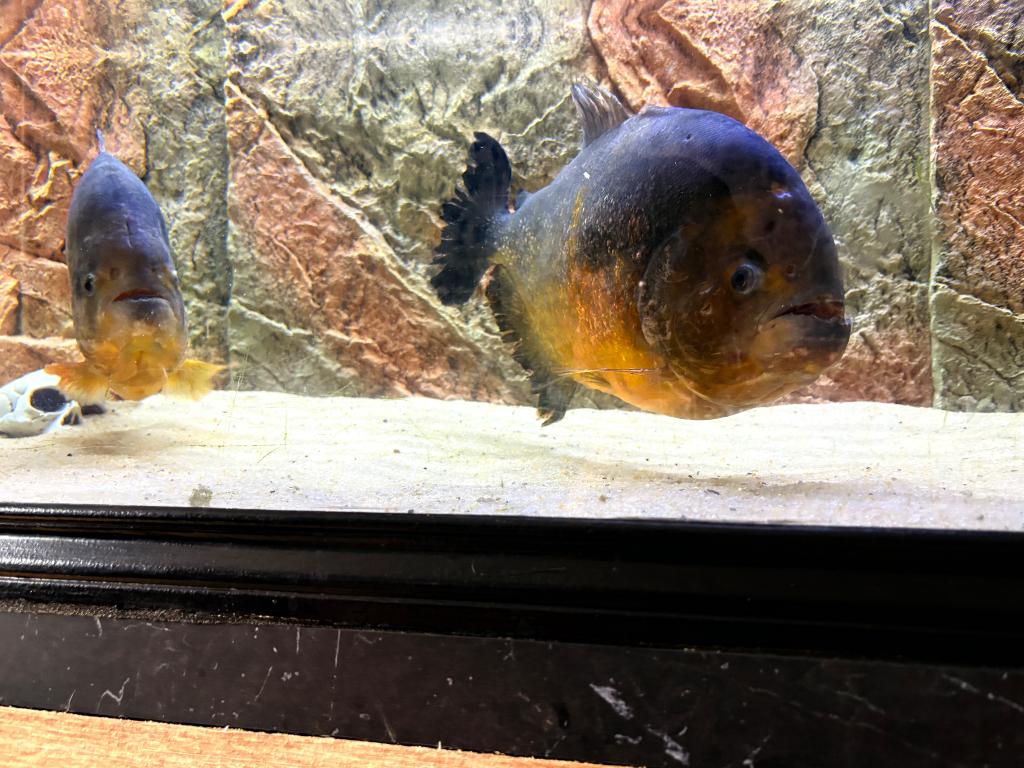 Échange 2 piraya, Dieren en Toebehoren, Vissen | Aquariumvissen, Vis, Zoetwatervis