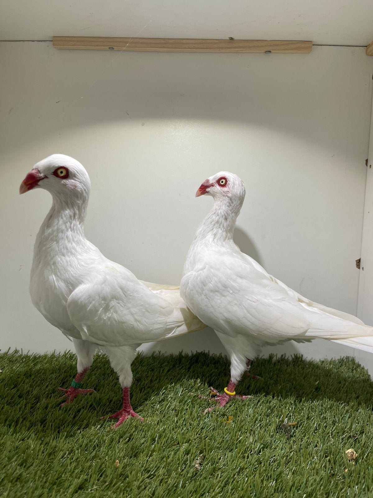 Sierduiven, Dieren en Toebehoren