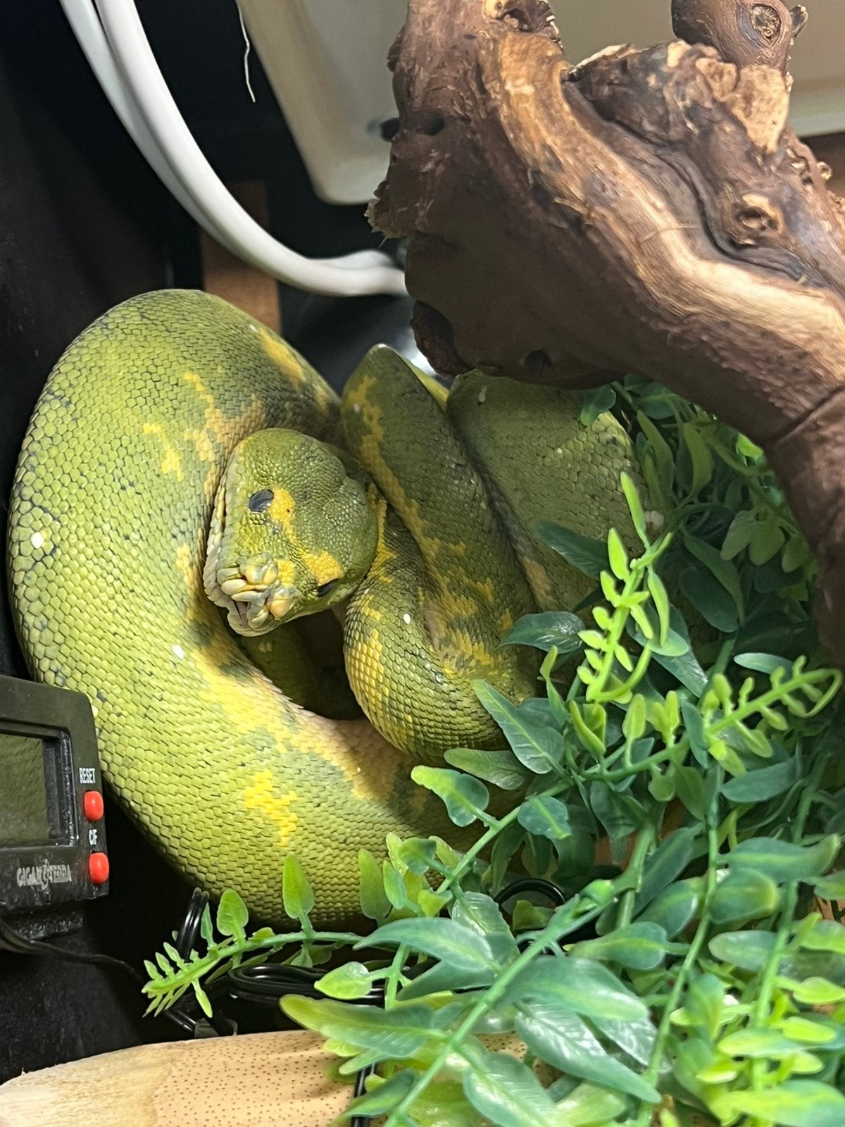 couple morelia viridis biak 2021, Animaux & Accessoires