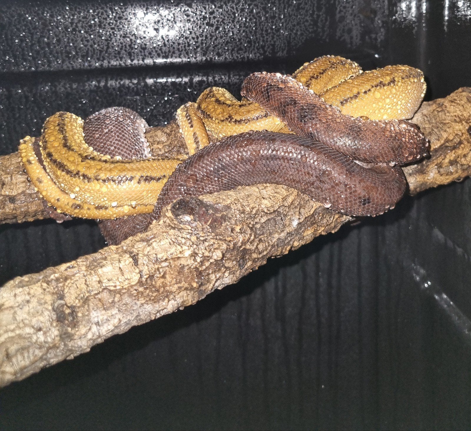 Couple Corallus Hortulanus ., Animaux & Accessoires, Reptiles & Amphibiens, Serpent, Domestique, 3 à 6 ans