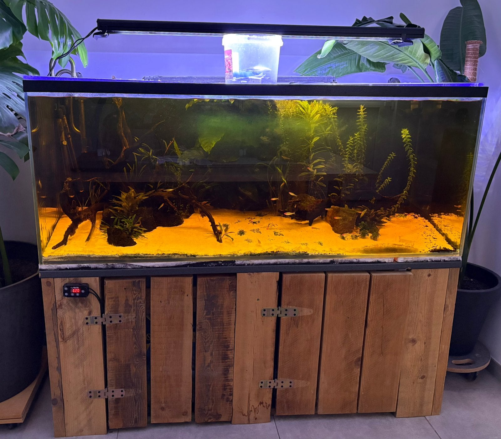 Compleet aquarium 540 liter te koop – Bieden vanaf €300, Ophalen, Gebruikt, Overige merken, Gevuld zoetwateraquarium