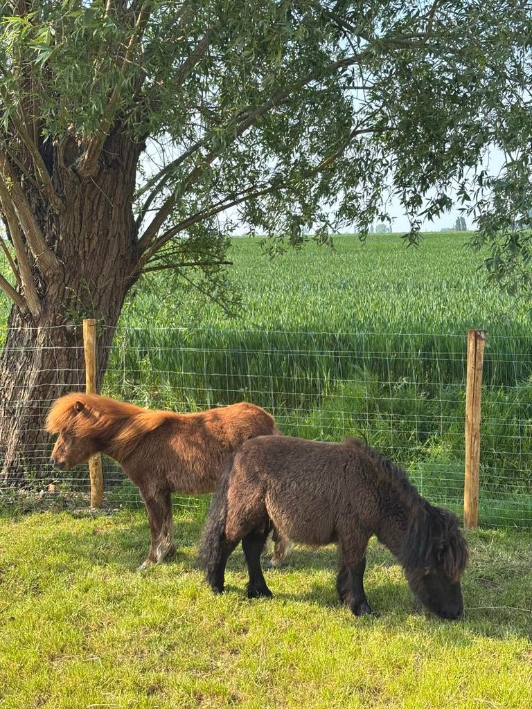 2 shetlander hengstjes, Dieren en Toebehoren, Met stamboom, Niet van toepassing, 0 tot 2 jaar, Hengst