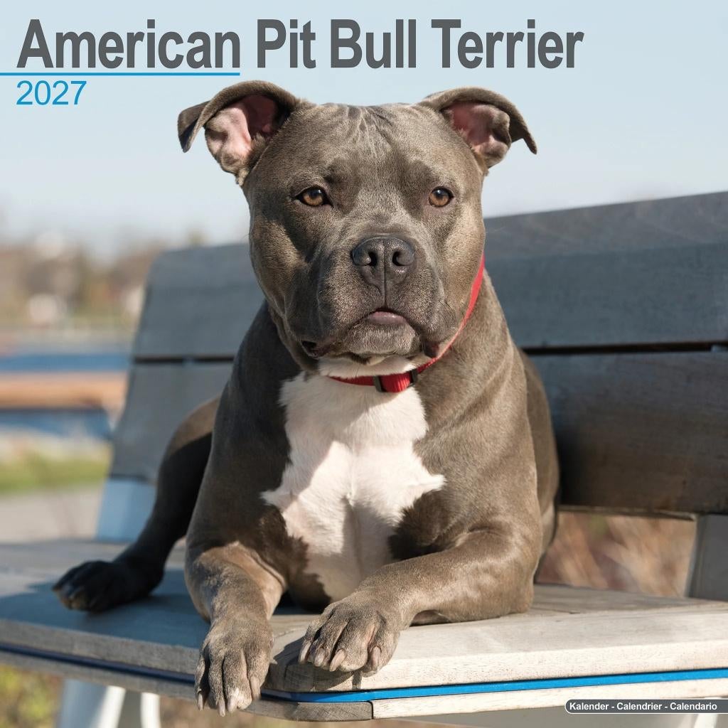 Calendrier American Pit Bull Terrier 2027 en précommande, Divers, Calendriers, Envoi, Calendrier annuel, Neuf