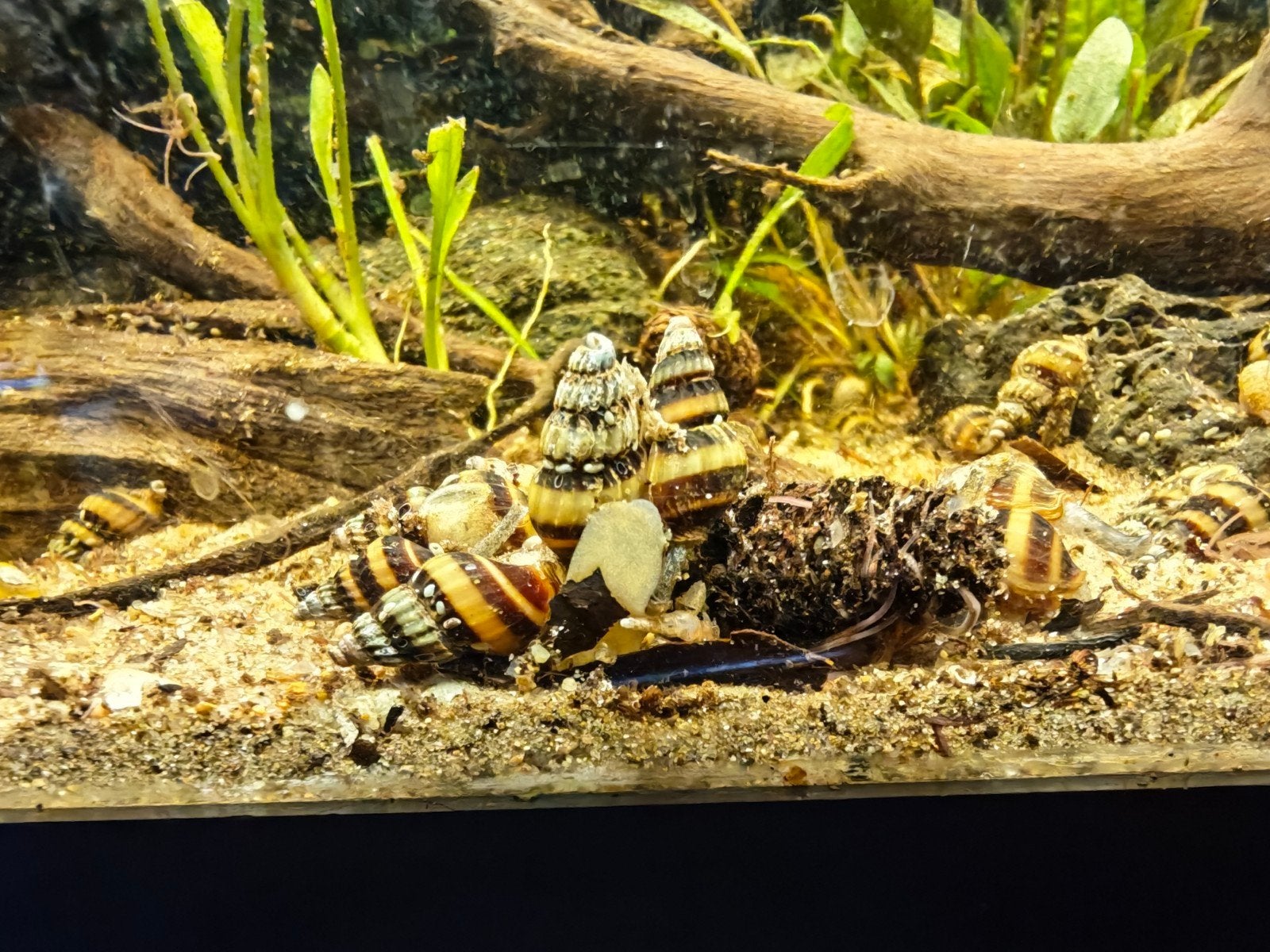 Helenaslakken, Dieren en Toebehoren