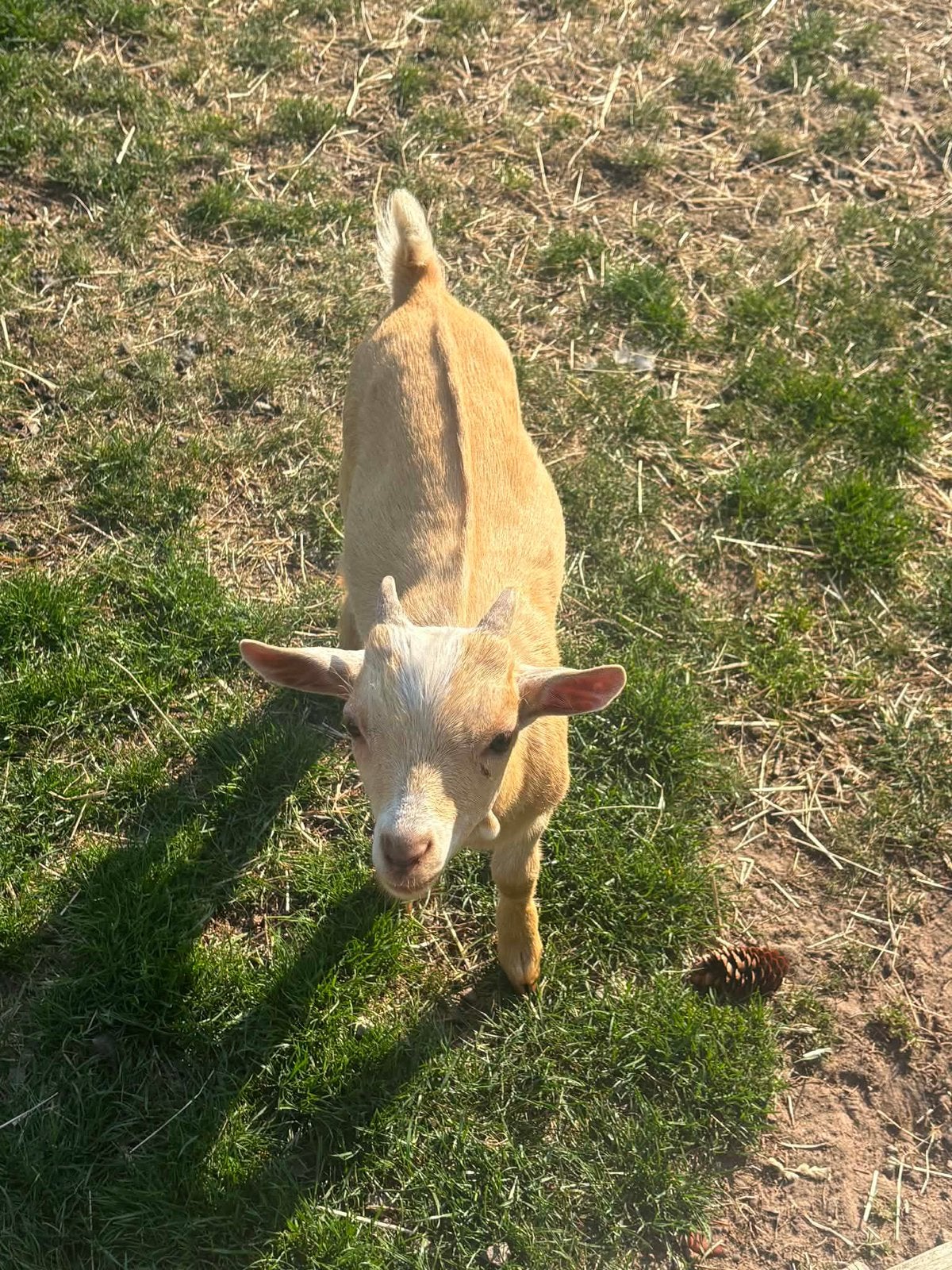 Dwerggeitje bokje, Mâle, Chèvre, 0 à 2 ans