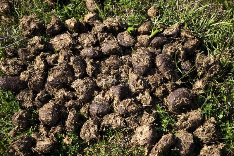 Zuivere paardenmest gratis, Tuin en Terras, Aarde en Mest, Ophalen