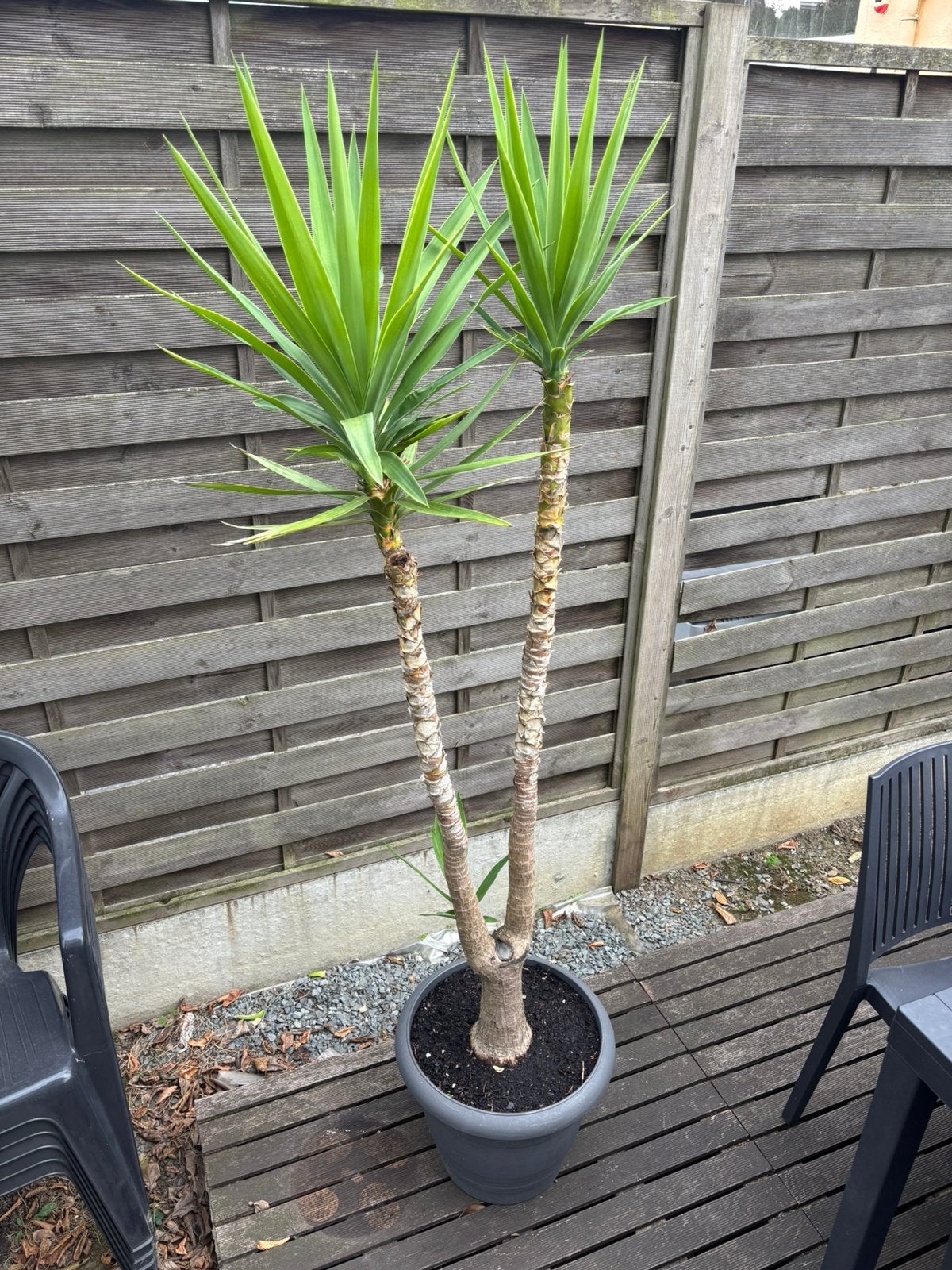 Vends magnifique Yucca pied d'éléphant (Yucca elephantipes), Enlèvement