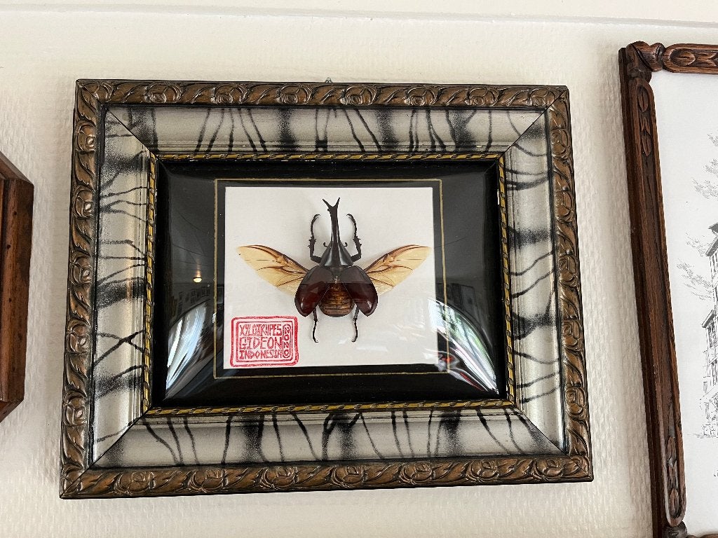 scarabée-rhinocéros sous cadre bombé · taxidermie, Enlèvement ou Envoi, Comme neuf, Insecte, Autres types