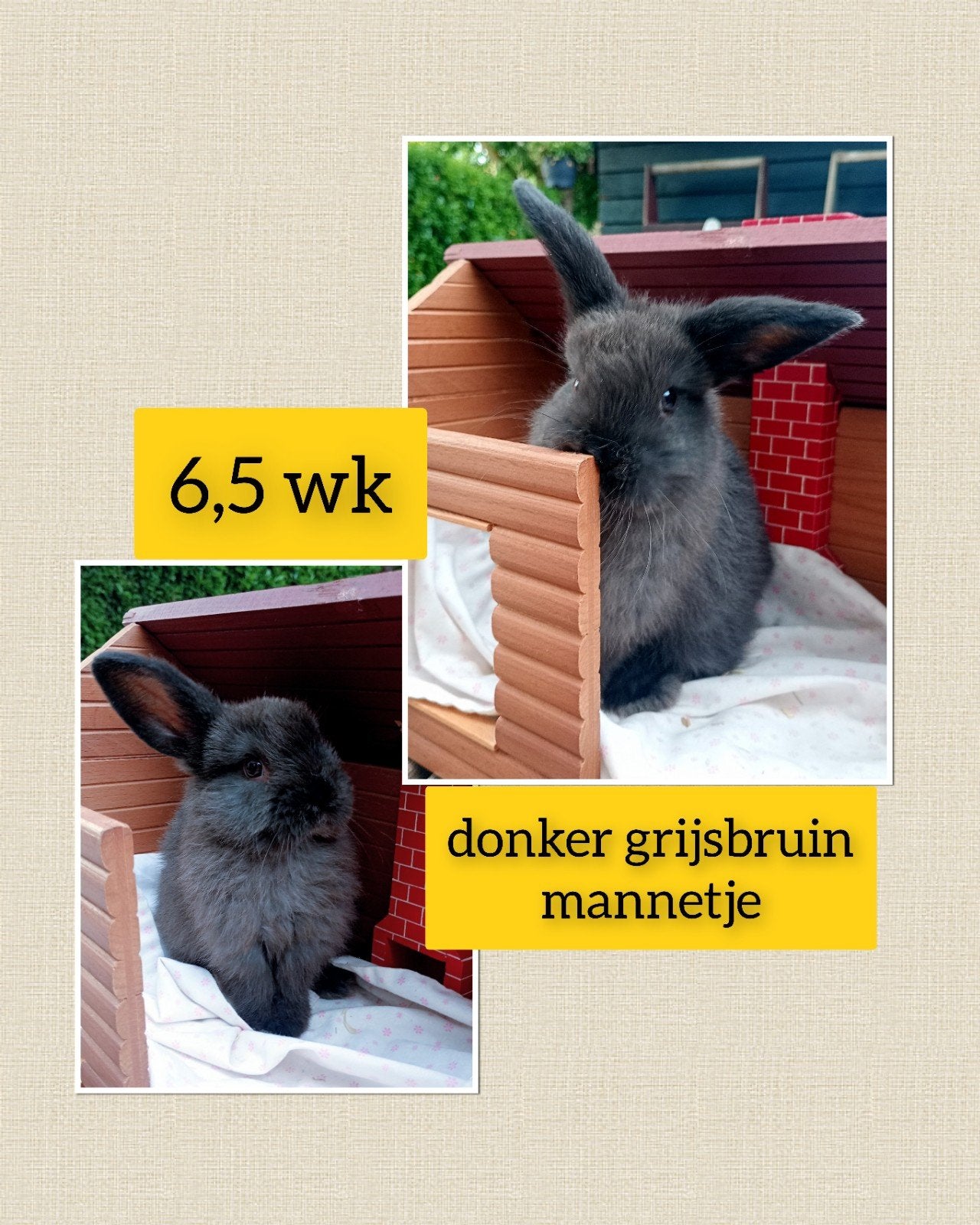 Prachtig donker grijsbruin mannetje lief, tam en zindelijk!, Mâle, Nain, Oreilles tombantes, 0 à 2 ans