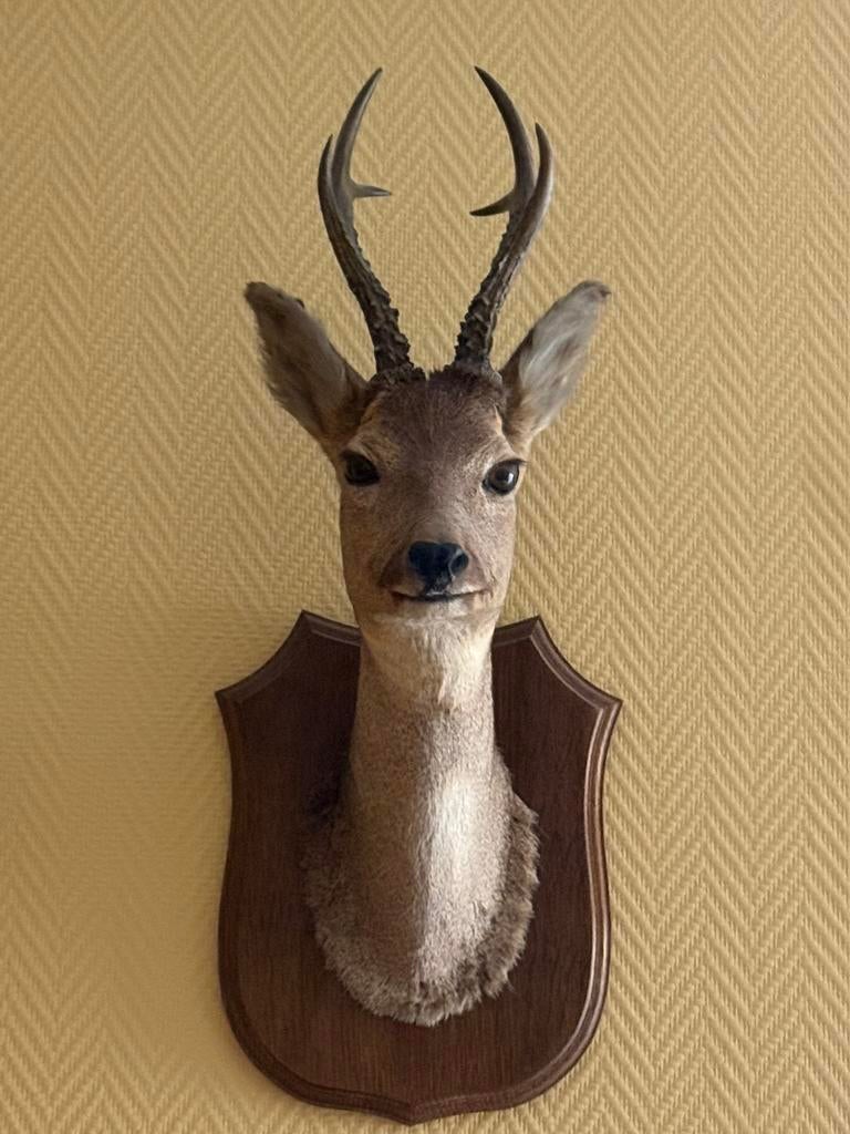 Taxidermie : duo de têtes de chevreuil, Enlèvement, Cerf, Animal empaillé