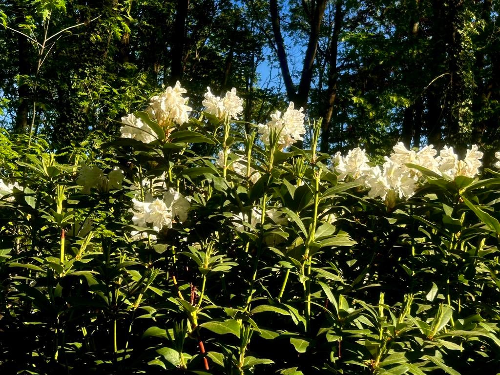 Rhododendron cluster white flowers 2 m high, Ophalen, Rhododendron