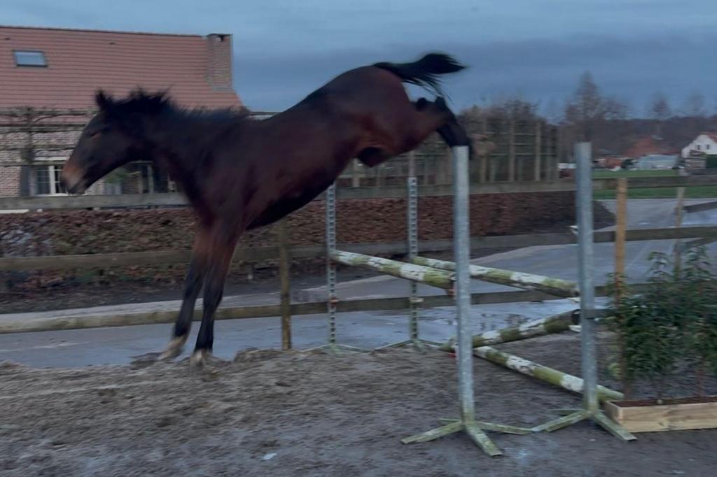 2-jarige springmerrie zoekt haar forever, Merrie, Springpaard, Met stamboom, 0 tot 2 jaar