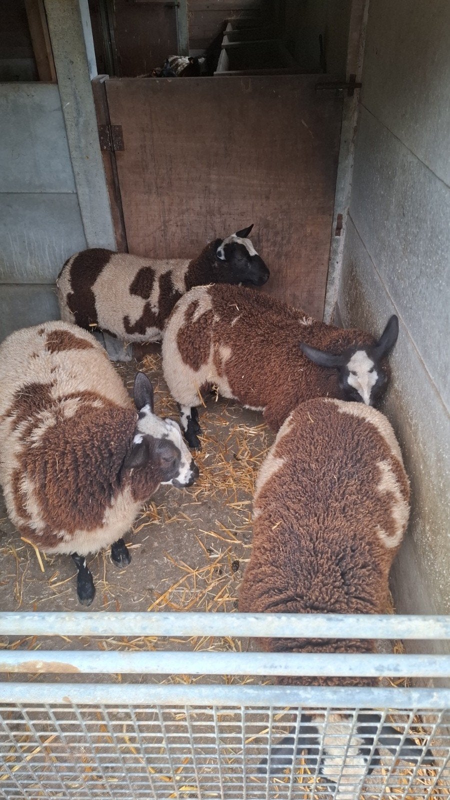 1 baggerbonte ooilam 3maand, Femelle, Mouton, 0 à 2 ans