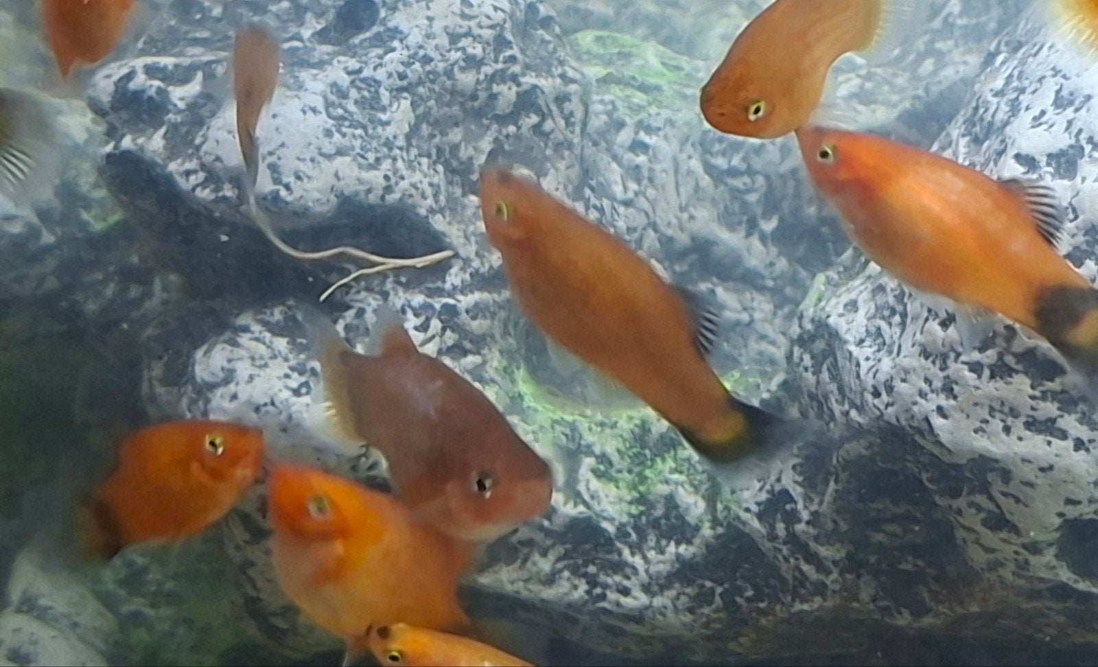 gratis platy's vissen, Vis, Zoetwatervis, Schoolvis